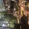 woodpile
