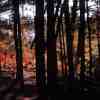 Elm Point Fall 
