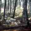 East of Kendrew Cabin Looking Toward House 
